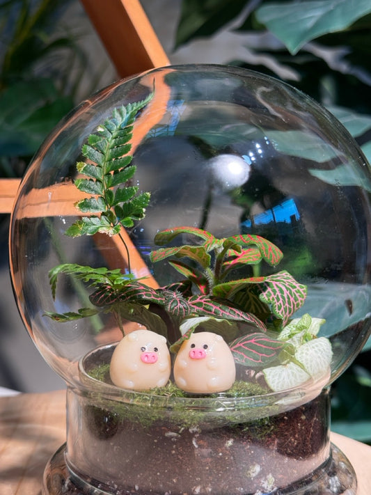 Dome Glass Indoor Plant Terrarium DIY Kit