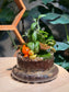 (Pre-order) Indoor Plant in Dome Glass