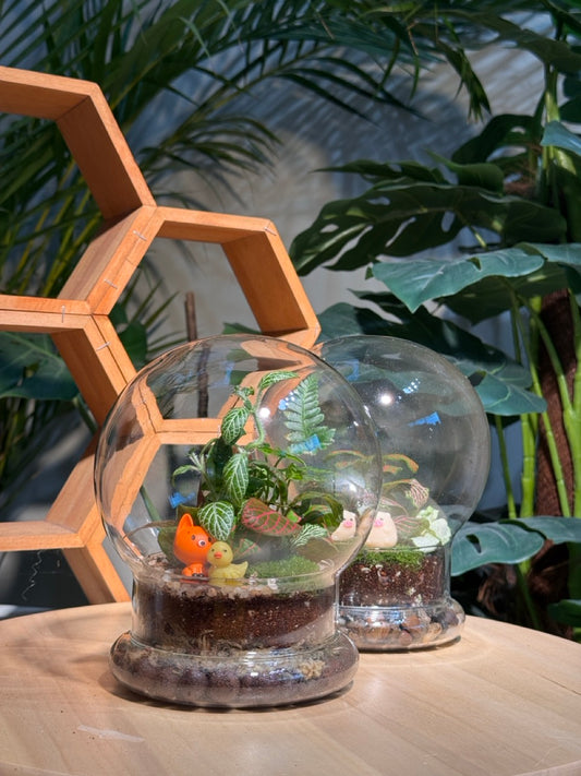 (Pre-order) Indoor Plant in Dome Glass