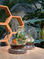 (Pre-order) Indoor Plant in Dome Glass