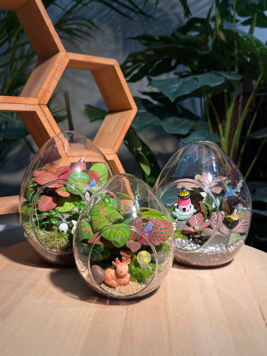 (Pre-order) Indoor Plant in Eggette Glass Terrarium (S, M, L)