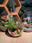 (Pre-order) Indoor Plant in Eggette Glass Terrarium (S, M, L)
