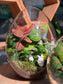 (Pre-order) Indoor Plant in Eggette Glass Terrarium (S, M, L)