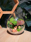 (Pre-order) Indoor Plant in Eggette Glass Terrarium (S, M, L)