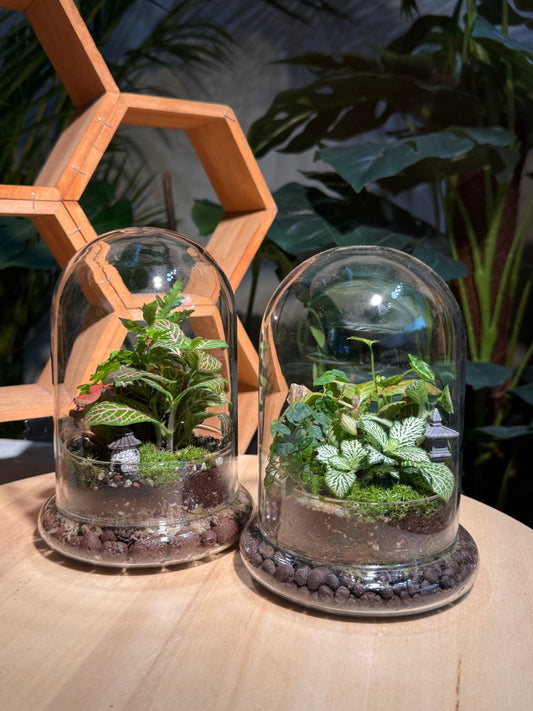 (Pre-order) Indoor Plant in Bell Glass (S, L)