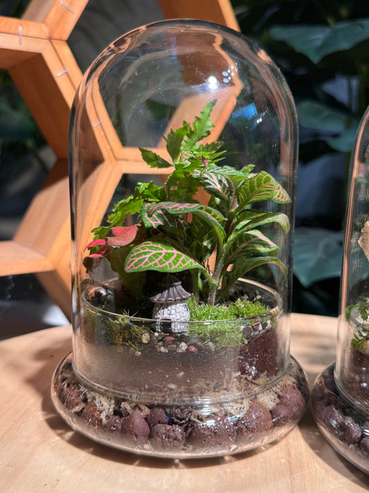 (Pre-order) Indoor Plant in Bell Glass (S, L)