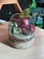 (Pre-order) Indoor Plant in Muji Glass Wooden Base