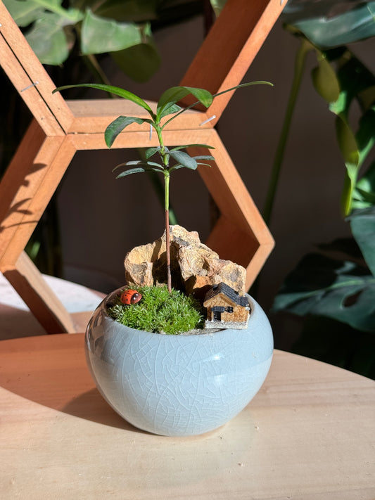 Indoor Plants and Moss Arrangement in Jade Green Ceramic Pot