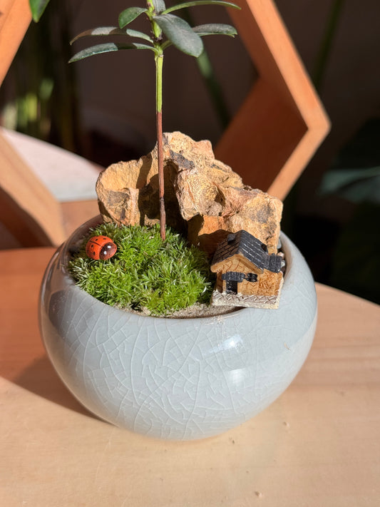 Indoor Plants and Moss Arrangement in Jade Green Ceramic Pot