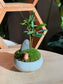 Capybara - Indoor Plants and Moss Arrangement in Green Ceramic Pot