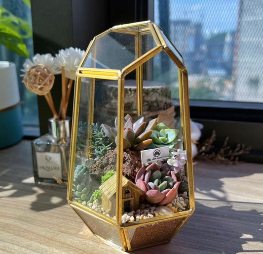 Golden Frame Polygonal Tall Succulent Terrarium (S) DIY Kit