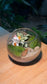 (Pre-order) Fittonia with Moss Arrangement in Crystal Glass (S)