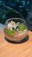 (Pre-order) Fittonia with Moss Arrangement in Crystal Glass (S)
