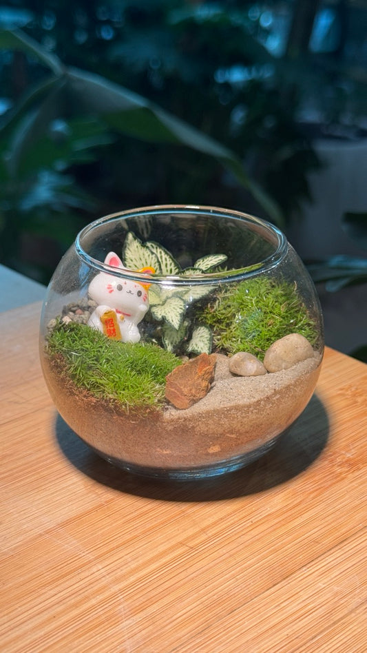 Prosperity Cat - Fittonia with Moss Arrangement in Crystal Glass (S)