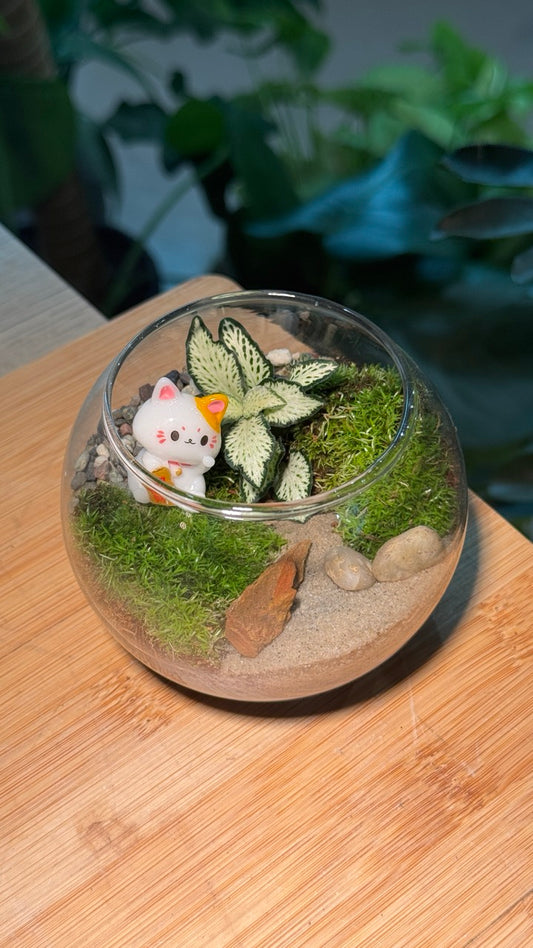 Prosperity Cat - Fittonia with Moss Arrangement in Crystal Glass (S)
