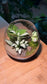 Fittonia with Moss Arrangement in Crystal Glass (M)