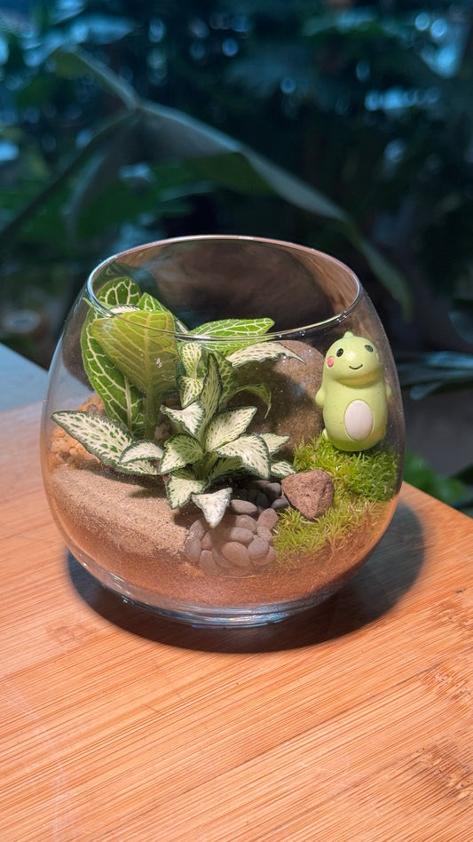 Fittonia with Moss Arrangement in Crystal Glass (M)
