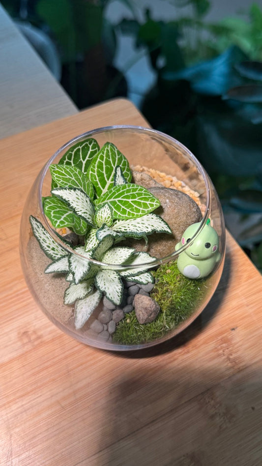 Fittonia with Moss Arrangement in Crystal Glass (M)