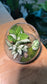 Fittonia with Moss Arrangement in Crystal Glass (M)