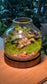 (Pre-order) Indoor Plant and Moss Arrangement in Wine Bottle Terrarium (M)