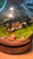 (Pre-order) Indoor Plant and Moss Arrangement in Wine Bottle Terrarium (M)