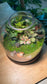 (Pre-order) Indoor Plant and Moss Arrangement in Wine Bottle Terrarium (M)