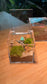 (Pre-order) Indoor Plant Arrangement in Arcylic Terrarium (S)