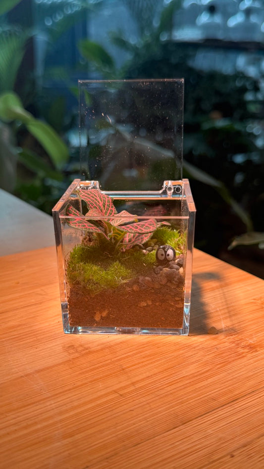 (Pre-order) Indoor Plant Arrangement in Arcylic Terrarium (S)