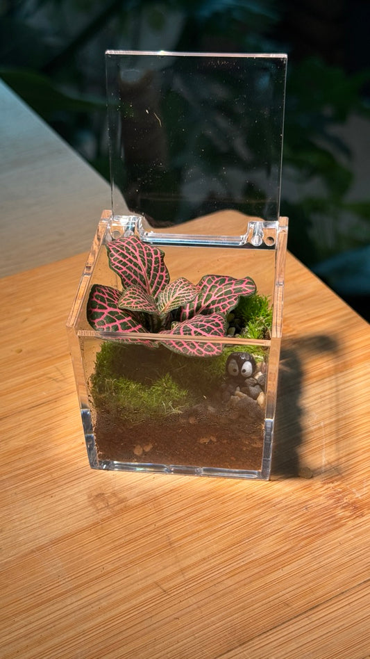 (Pre-order) Indoor Plant Arrangement in Arcylic Terrarium (S)
