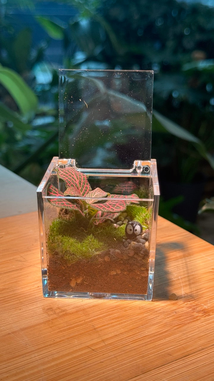 (Pre-order) Indoor Plant Arrangement in Arcylic Terrarium (S)