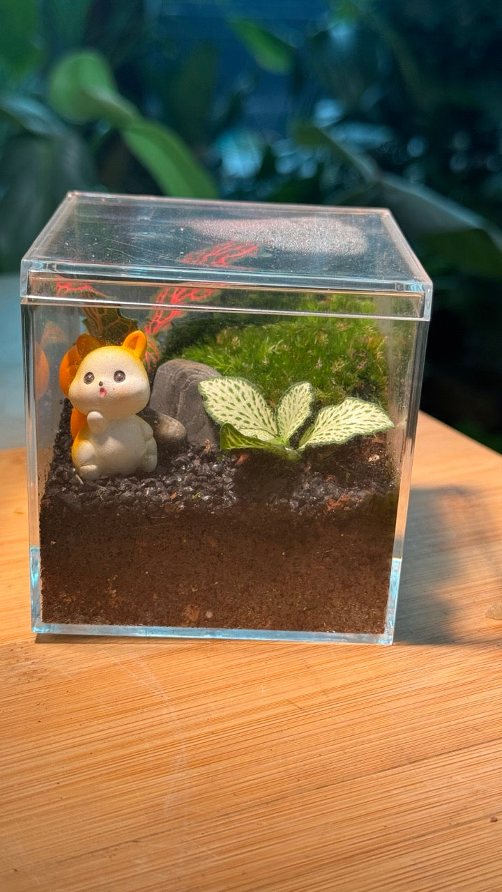 (Pre-order) Indoor Plant Arrangement in Arcylic Terrarium (M)