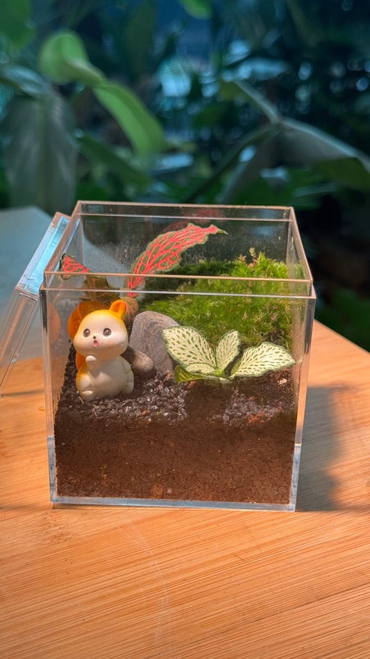 (Pre-order) Indoor Plant Arrangement in Arcylic Terrarium (M)