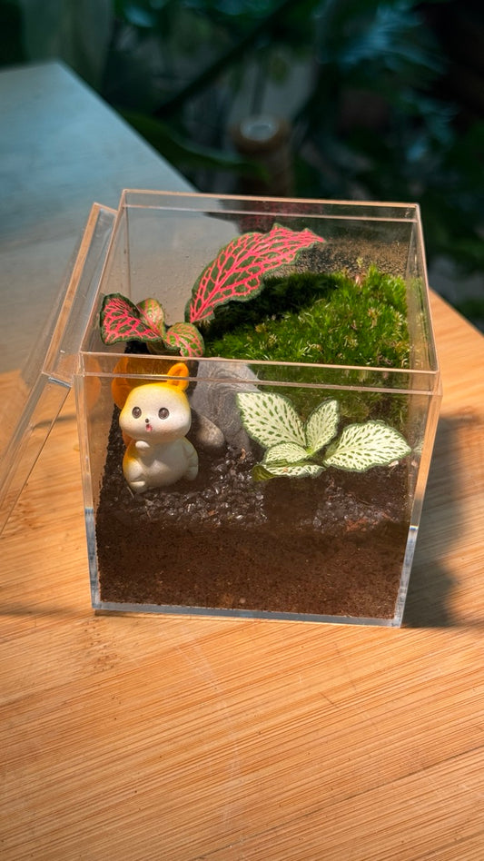 (Pre-order) Indoor Plant Arrangement in Arcylic Terrarium (M)