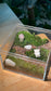 (Pre-order) Indoor Plant Arrangement in Arcylic Terrarium (L2)