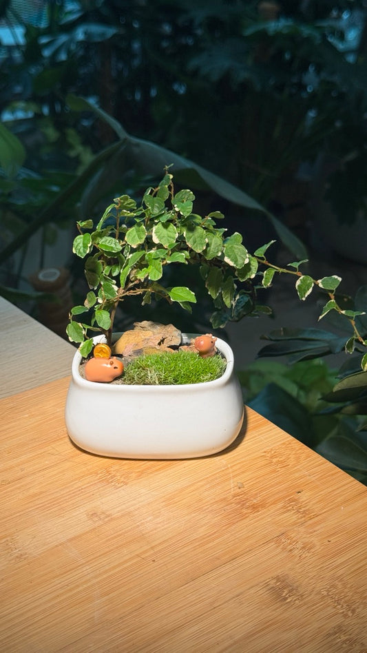 Capybara - Indoor Plants and Moss Arrangement in White Ceramic Pot