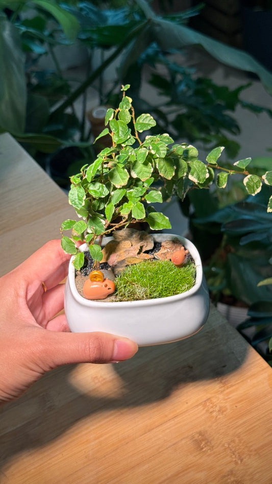 Capybara - Indoor Plants and Moss Arrangement in White Ceramic Pot