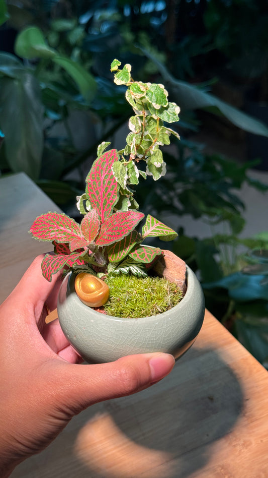 Indoor Plants and Moss Arrangement in Green Ceramic Pot