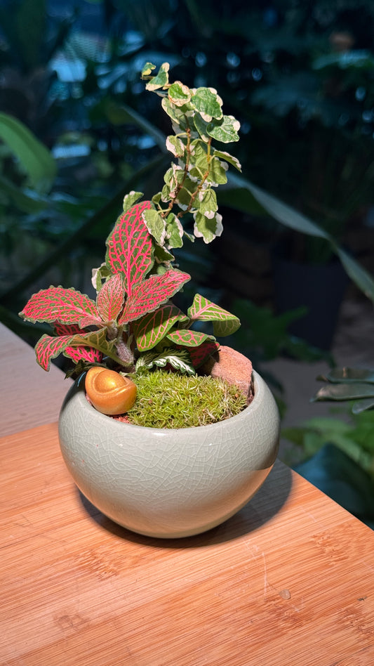 Indoor Plants and Moss Arrangement in Green Ceramic Pot