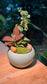 Indoor Plants and Moss Arrangement in Green Ceramic Pot