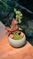 Indoor Plants and Moss Arrangement in Green Ceramic Pot