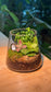 Fittonia and Moss in Fuji Terrarium