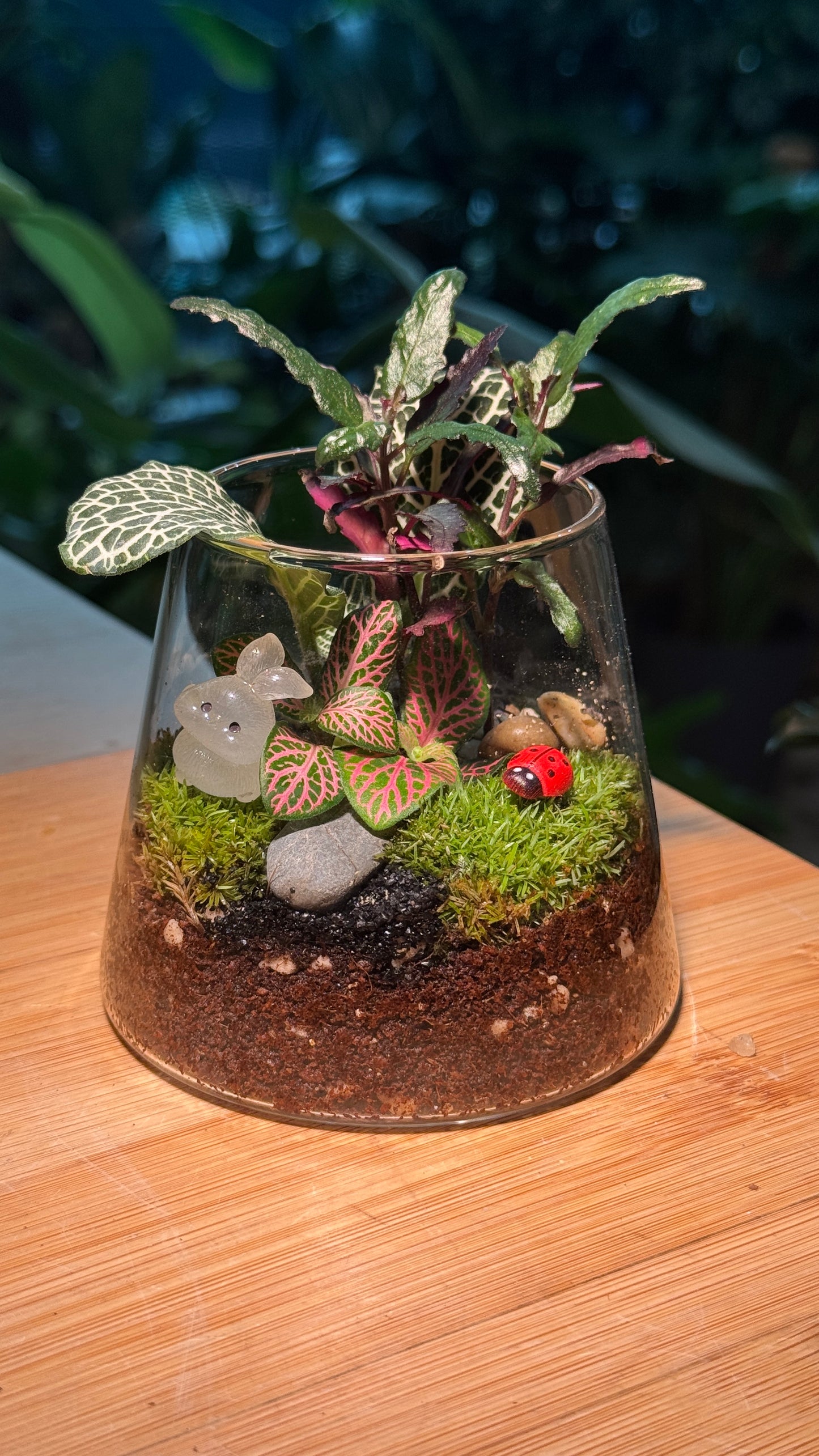 Fittonia and Moss in Fuji Terrarium