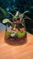 Fittonia and Moss in Fuji Terrarium