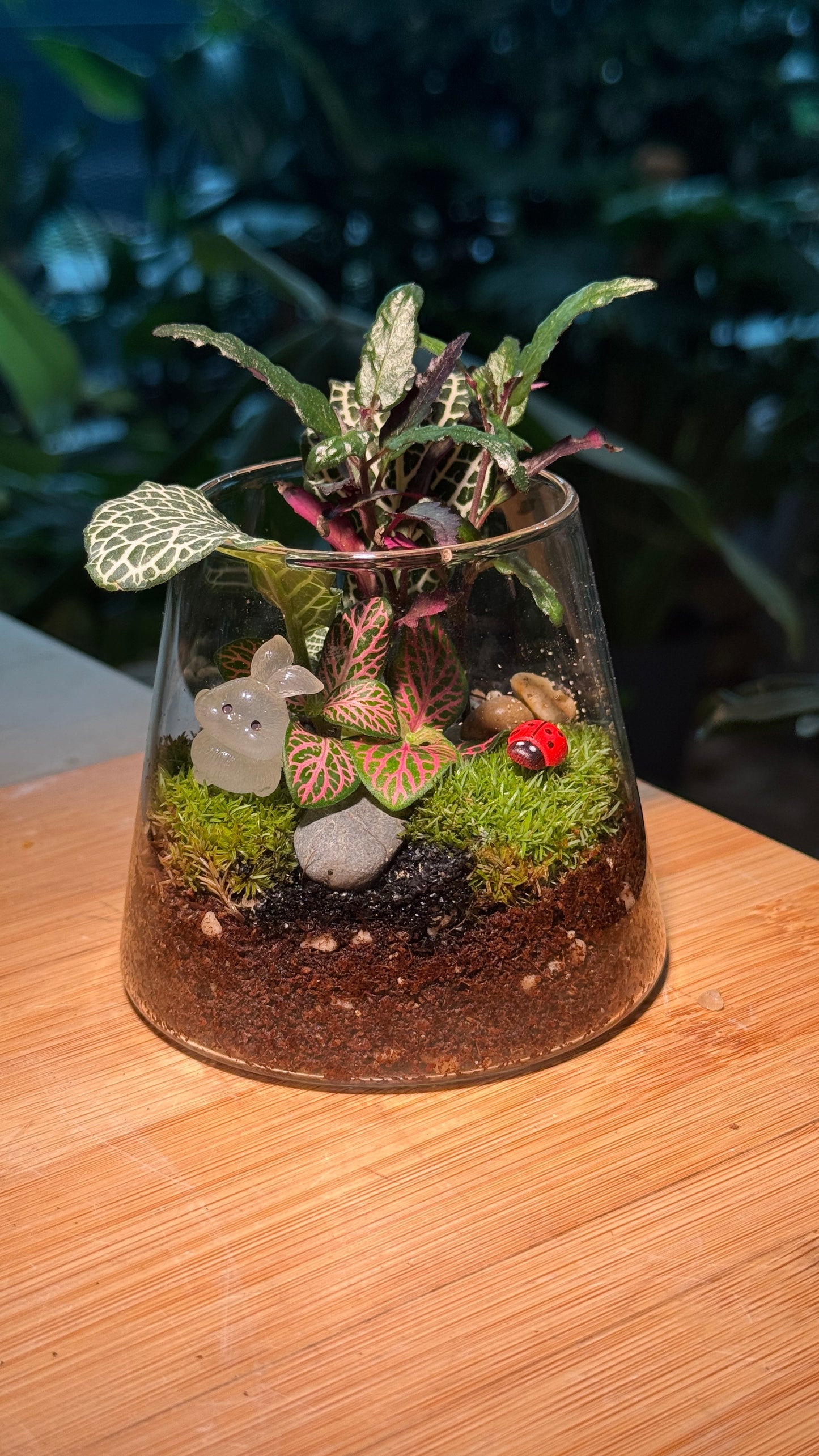 Fittonia and Moss in Fuji Terrarium