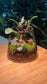 Fittonia and Moss in Fuji Terrarium