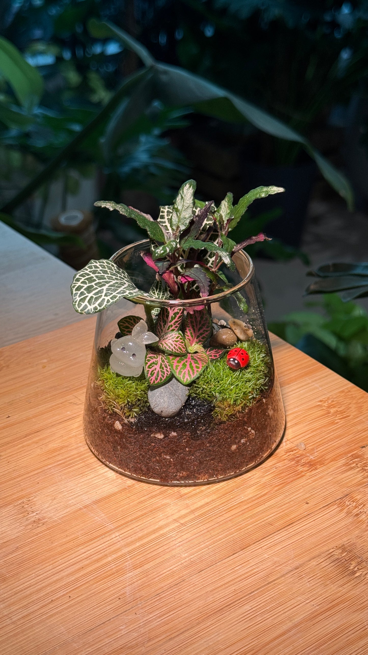 Fittonia and Moss in Fuji Terrarium