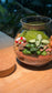 Capybara - Indoor Plants in Round Covered Glass (S)