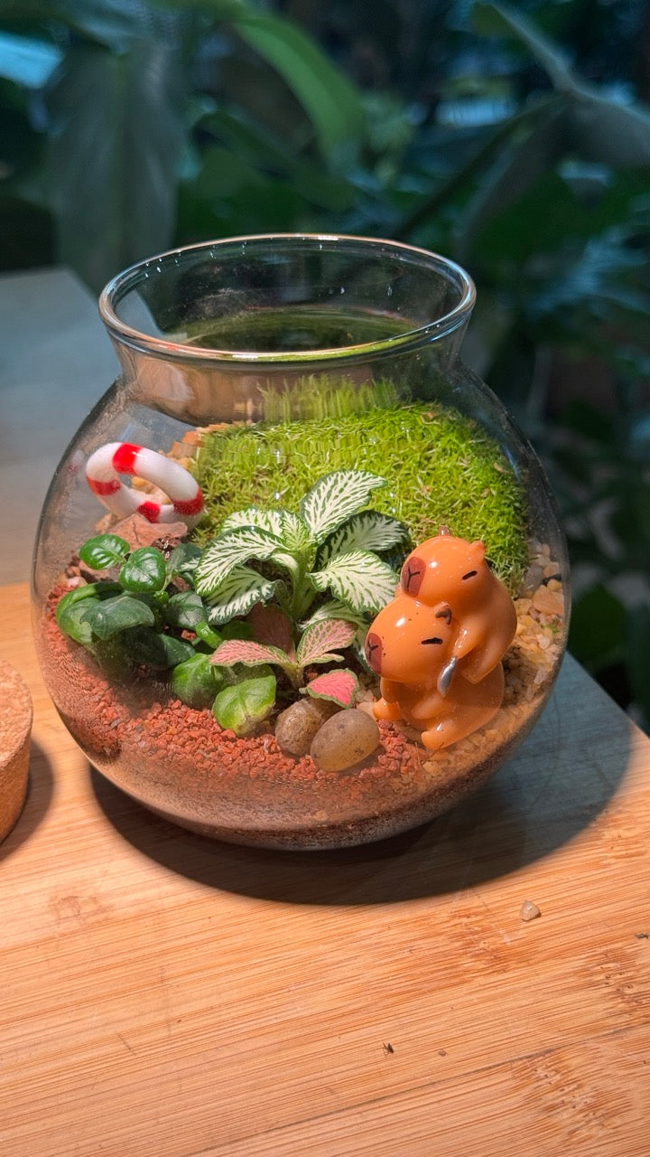 Capybara - Indoor Plants in Round Covered Glass (S)