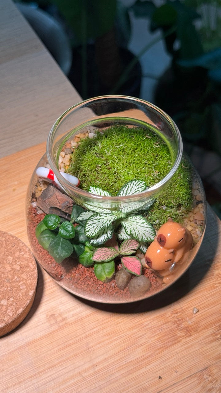 Capybara - Indoor Plants in Round Covered Glass (S)