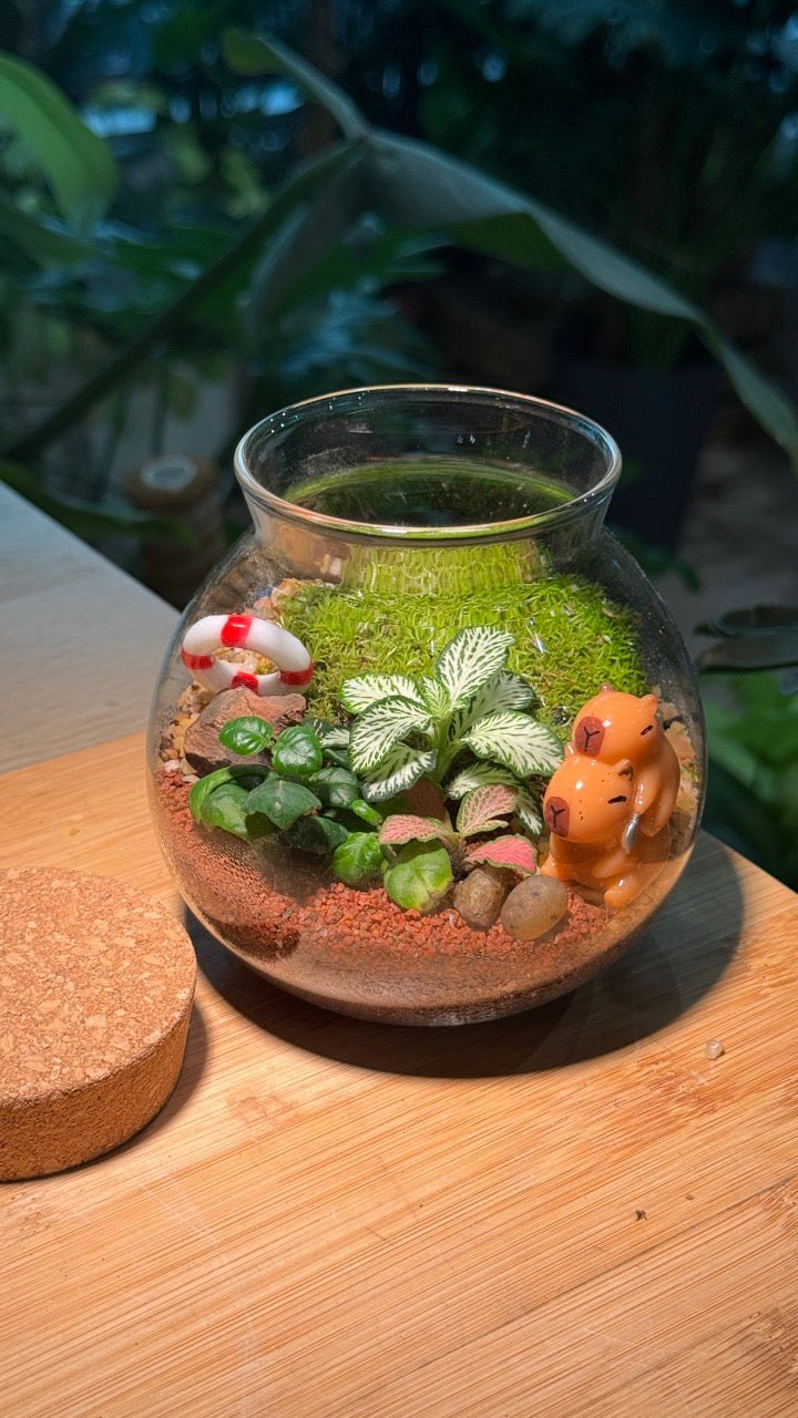 Capybara - Indoor Plants in Round Covered Glass (S)